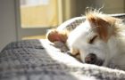 Essential things to know about choosing the right chiropractor for your pet